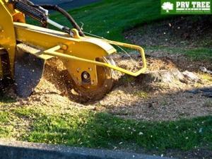 PRV Tree Service Highlights the Benefits of Professional Stump Removal in Austin, TX