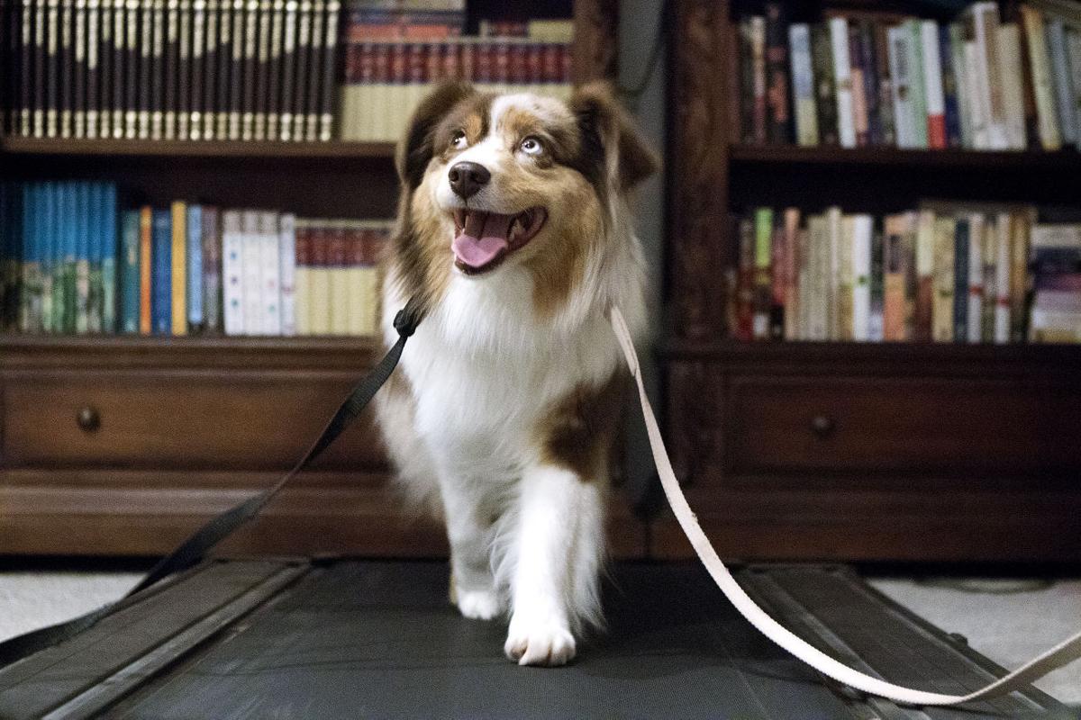 australian shepherd westminster 2016 gillette dog honored at westminster kennel club dog show local australian shepherd westminster 2016 gillette dog honored at westminster kennel club dog show local