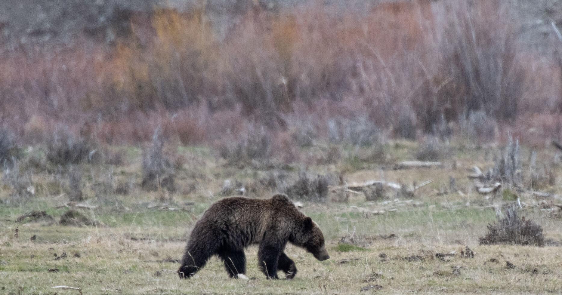 Experts offer tips for staying safe in bear country - Vimarsana News