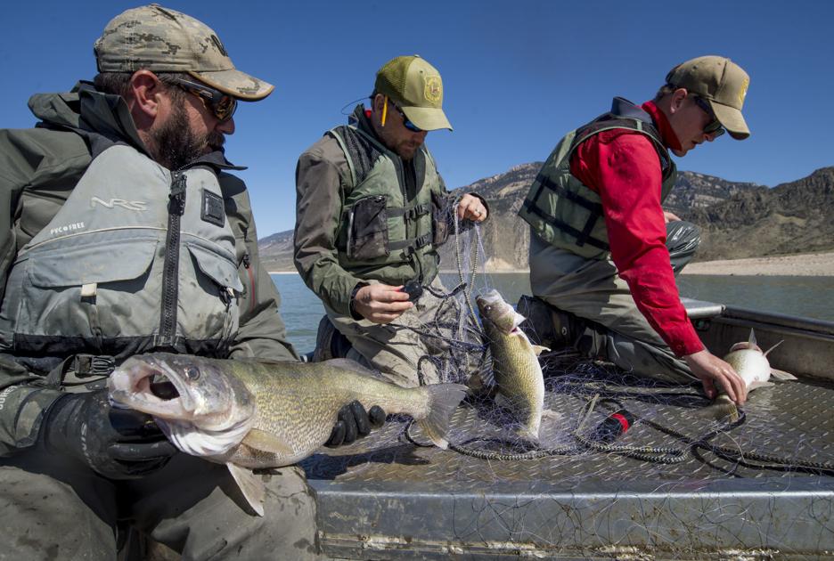 Game and Fish steps up effort to remove walleye from reservoir | Wyoming | gillettenewsrecord.com
