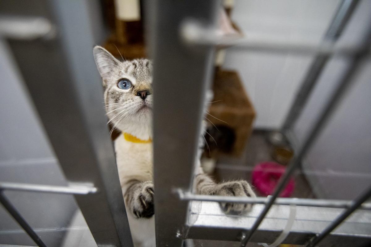 Covid 19 Pandemic Has Changed But Not Stopped Pet Adoptions