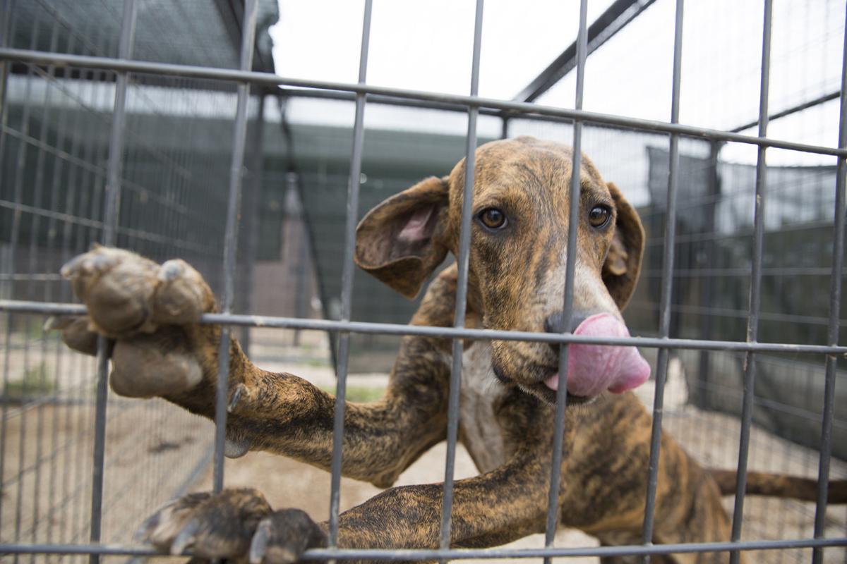 Pups return to animal shelter after jailbreak Local News