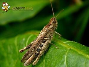 Happy Hive Pest Management Discusses Safe, Effective Pest Control Solutions in Fort Thomas, KY