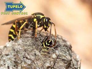 Tupelo Pest Control Offers Crucial Pest Management Guidance to Protect New Albany, MS Properties