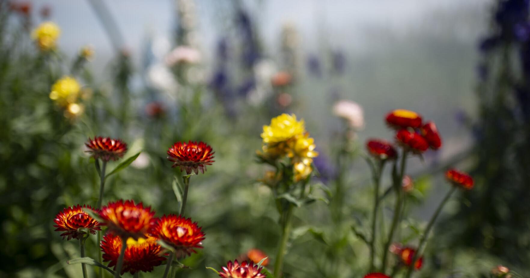 Flowers, flint knapping and 'dangerous' women all on library docket this week | Local News - Vimarsana News