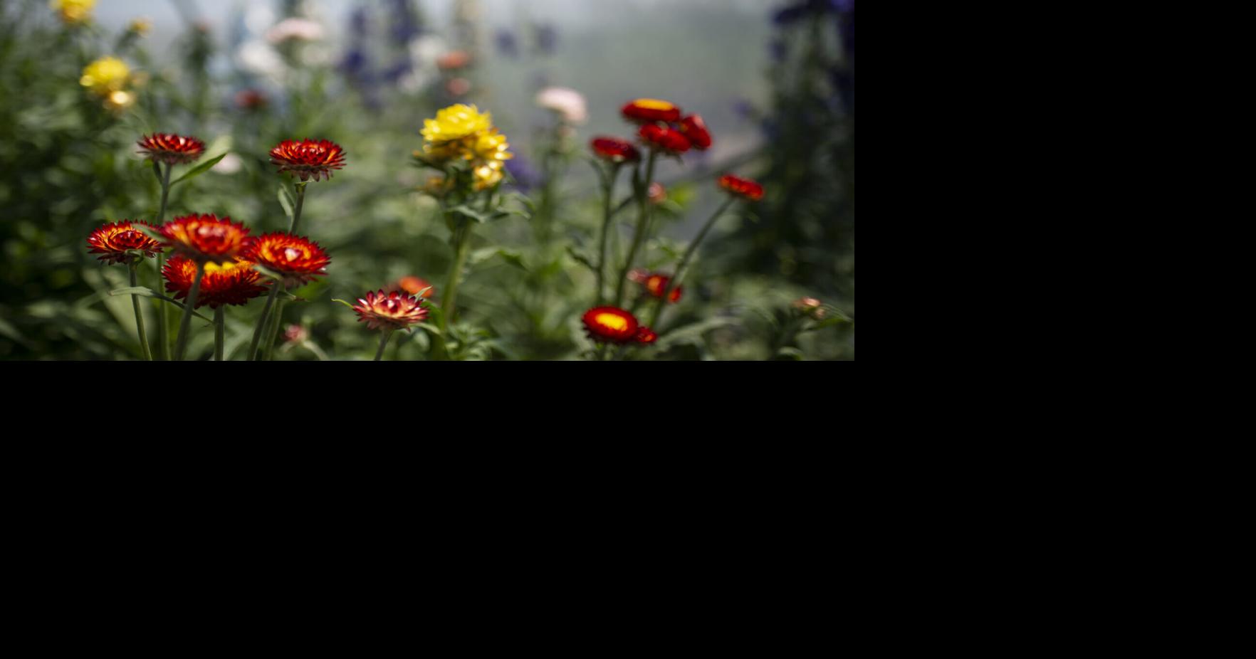 Flowers, flint knapping and ‘dangerous’ women all on library docket