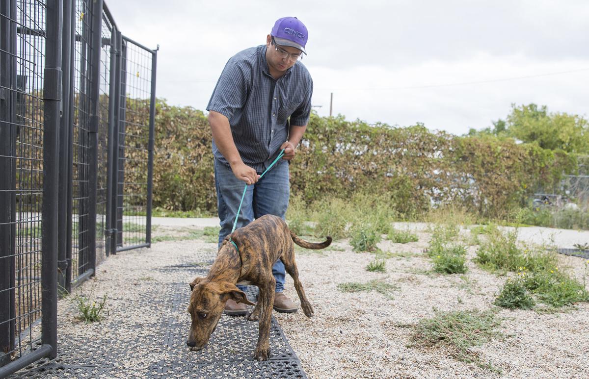 Pups Return To Animal Shelter After Jailbreak Local News Gillettenewsrecord Com