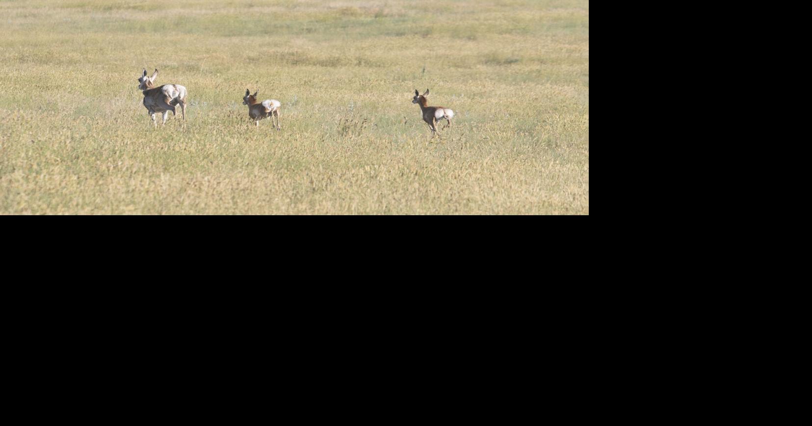 Oregon man charged with poaching pronghorn in Campbell County in 2020