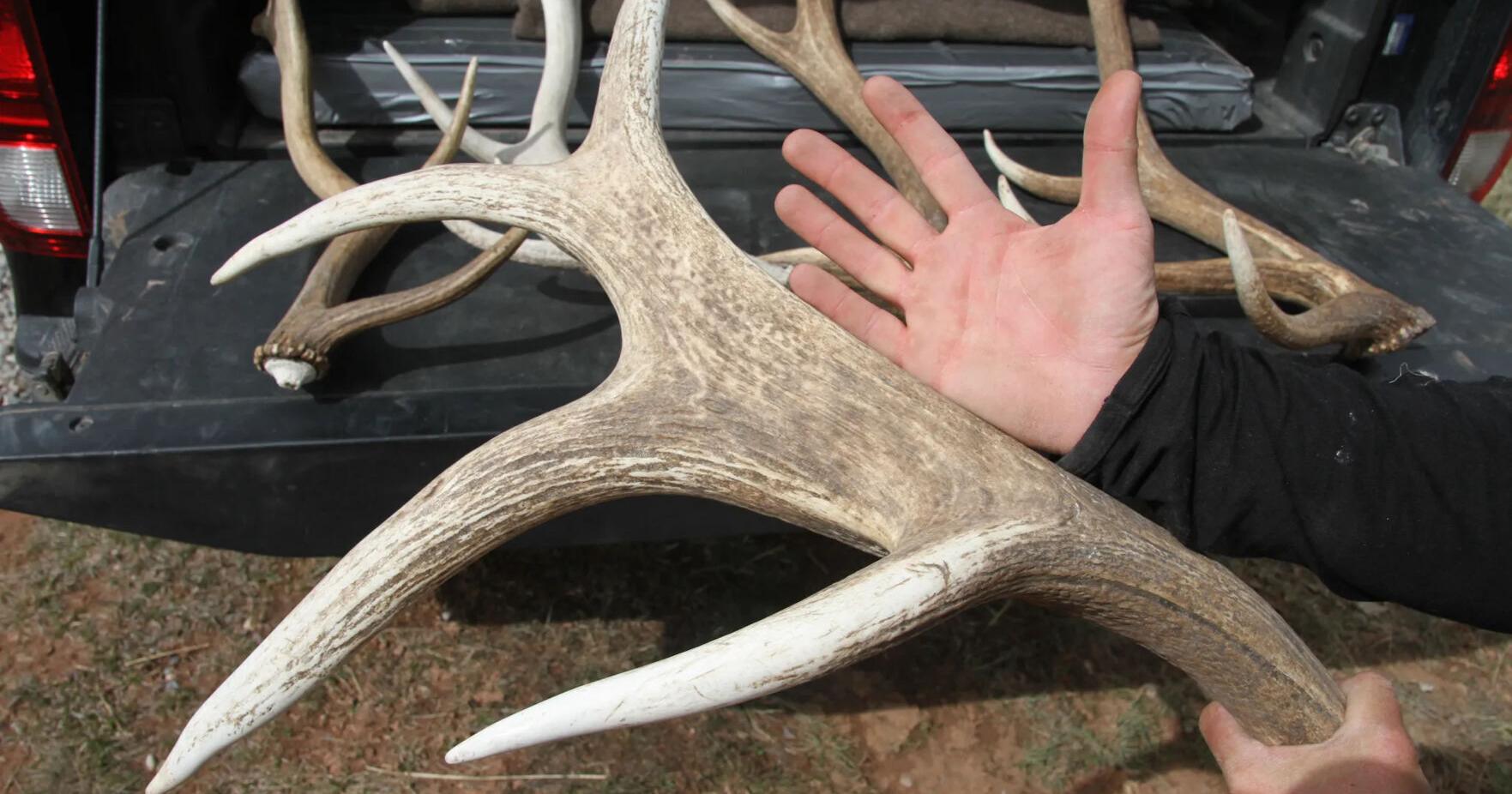 Steep penalties prove ineffective at deterring elk antler heists in Jackson Hole - Vimarsana News