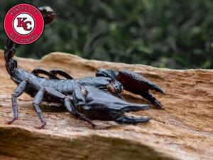 Kansas City Pest Control Helps Independence, MO Residents Navigate Seasonal Pest Challenges