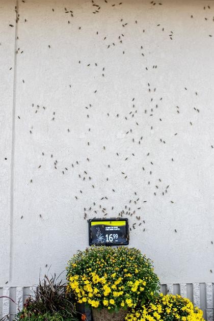 Weed And Pest Preparing To Spray For Grasshoppers Next Spring Local News Gillettenewsrecord Com