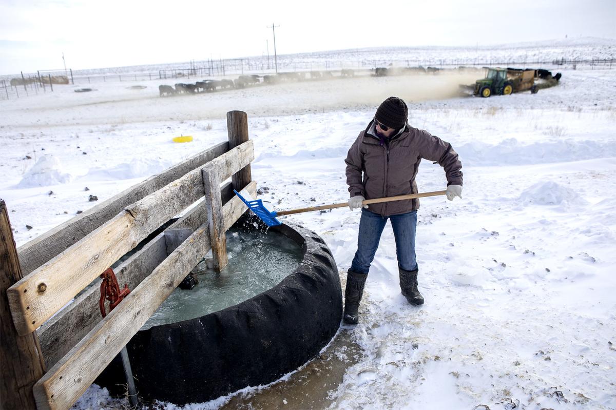 Calving in the cold
