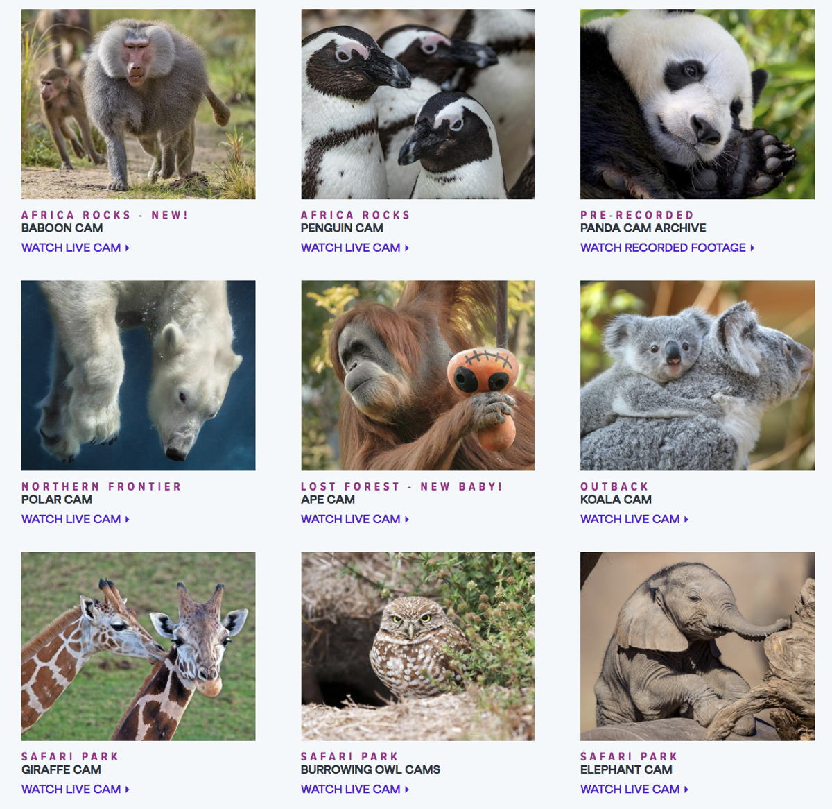 San Diego Zoo Gillettenewsrecord Com
