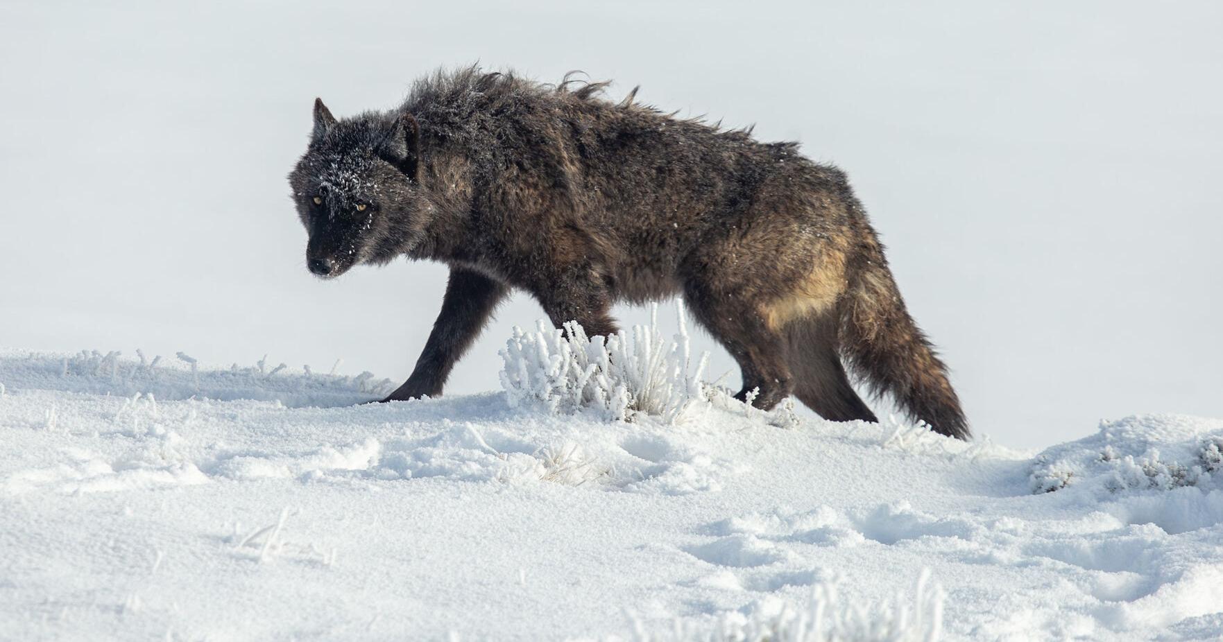 Green groups push federal government to ban 'yote whacking' on public land - Vimarsana News
