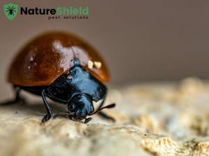 Nature Shield Pest Solutions Shares Crucial Pest Control Tips for McBaine, MO Property Owners