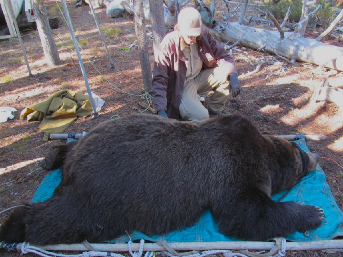 Teddy roosevelt shop grizzly bear