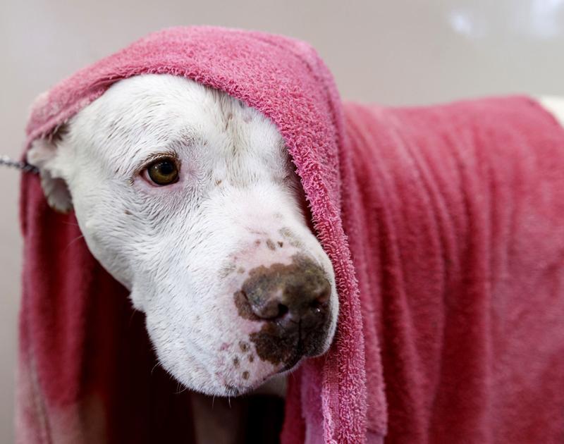 Skillet’s many last wishes Animal shelter’s mascot checking off bucket