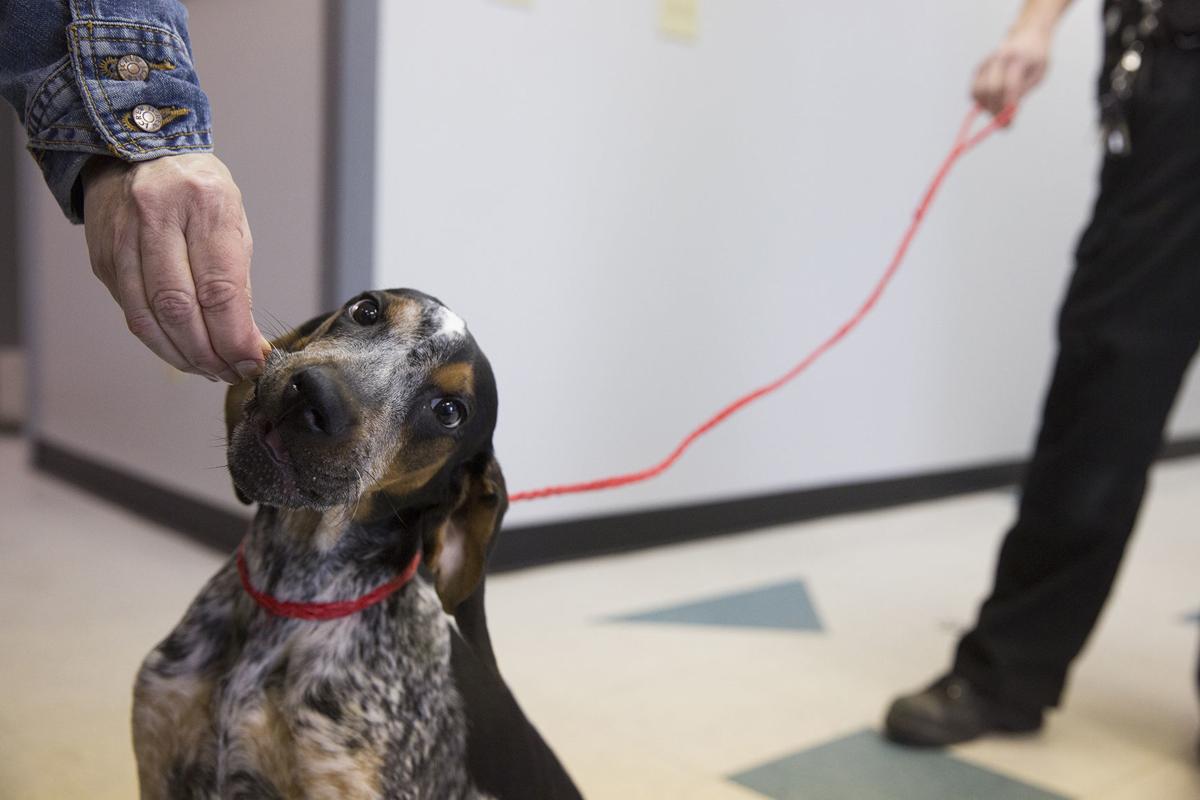 Dog Found In Dumpster Also Was Beaten Local News Gillettenewsrecord Com