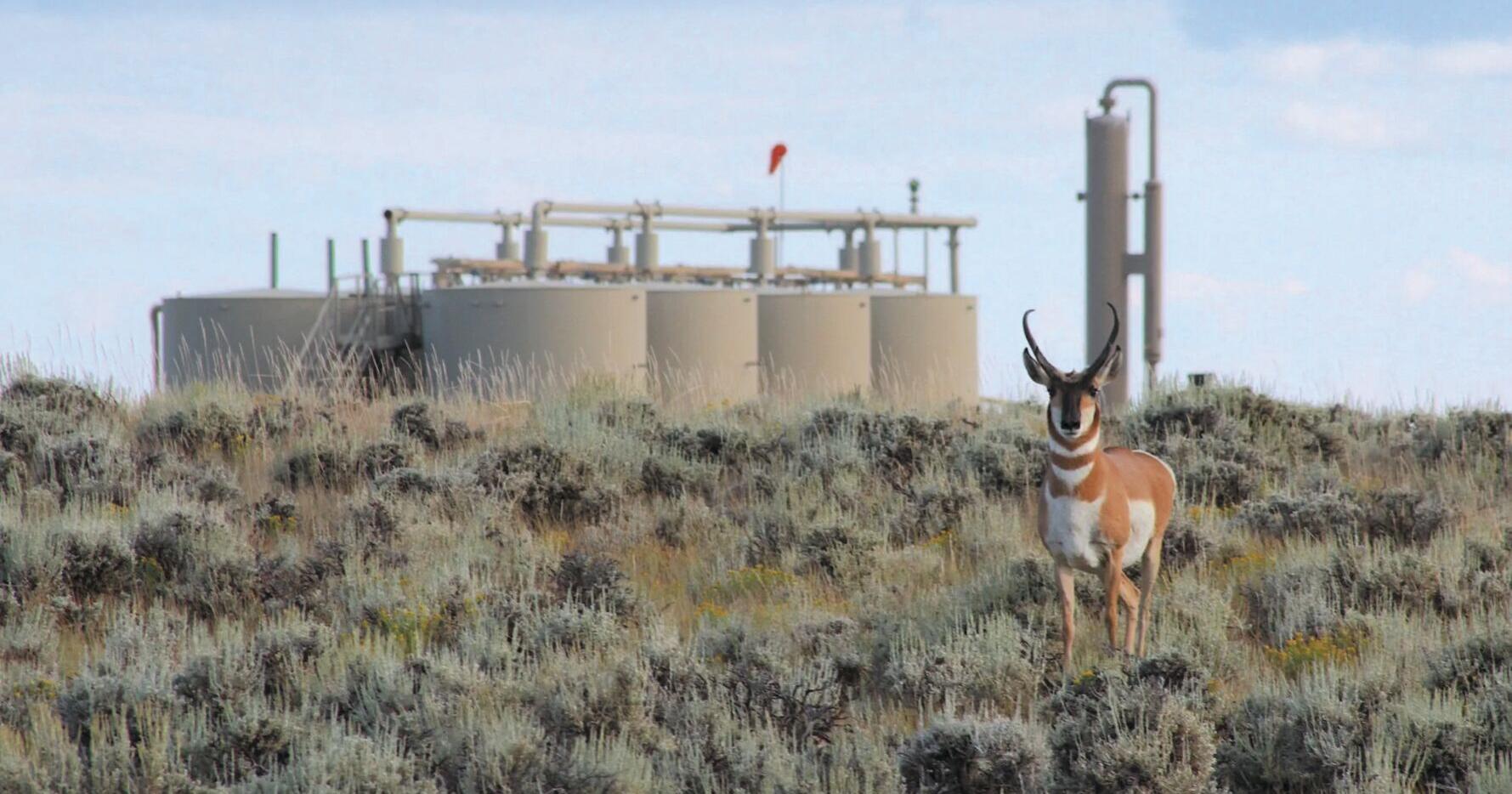 Court OKs 3,500 gas wells amid 'Path of the Pronghorn,' sage grouse winter habitat | Wyoming - Vimarsana News