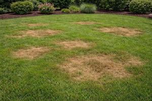GrassRoots Turf Expands Lawn Disease Services Across All Franchise Locations