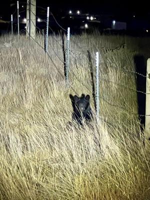 Game and Fish captured bear in south Gillette Tuesday morning