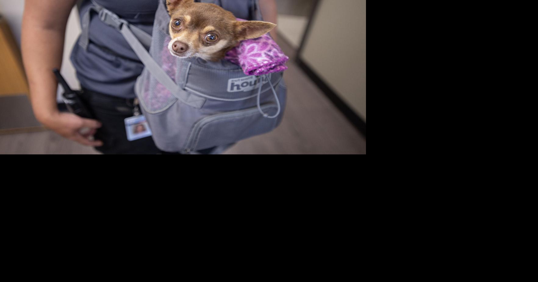 Local support keeps Gillette animal shelter afloat amid high numbers