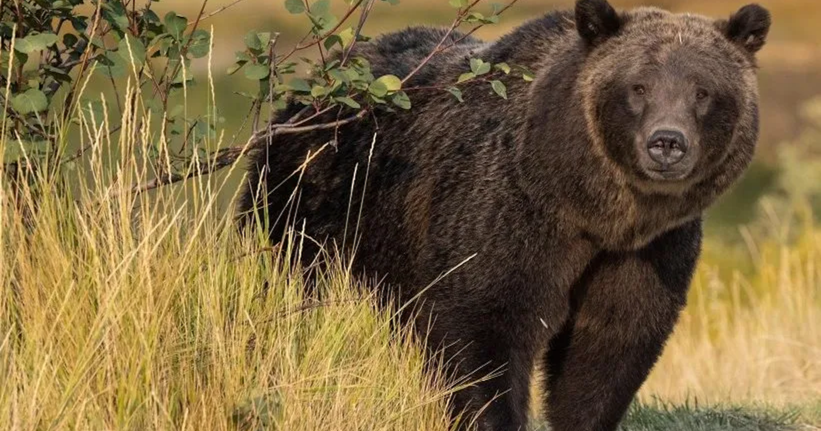 Grizzly 399 has hopped Grand Teton's southern border — and crossed onto private land - Vimarsana News