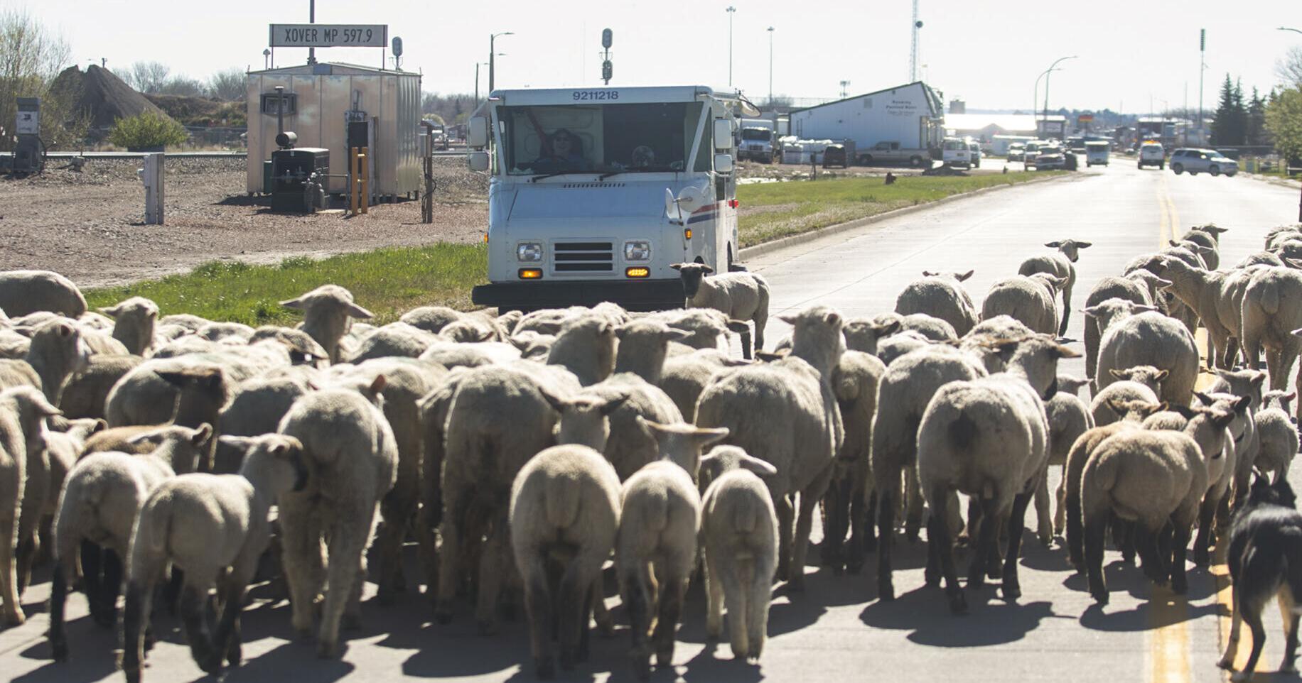 Sheepherder's Festival - Vimarsana News