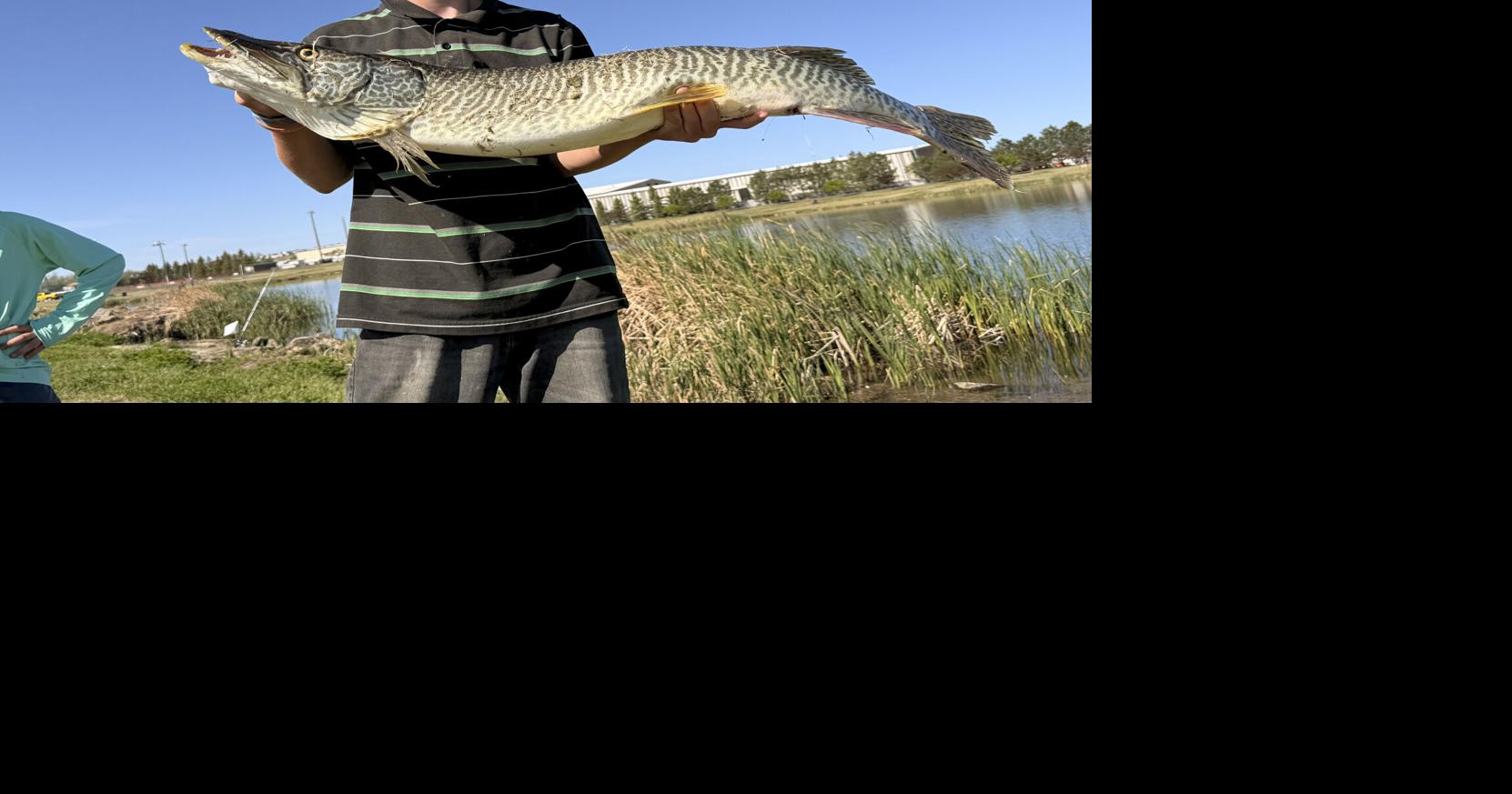 What a catch: Two boys work together to pull 42-inch tiger muskie from Fishing Lake