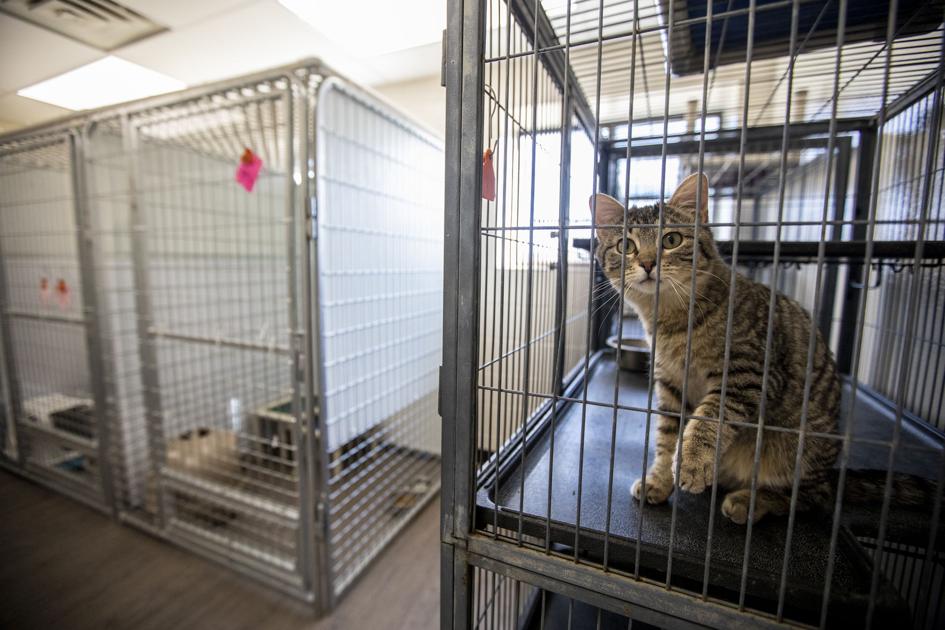 Animal shelter reminds people to call before visiting Local News