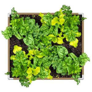 Thrive Garden Introduces Educational Guidance on Fabric Raised Beds for Home Gardeners