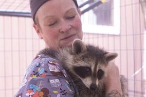 Historically warm weather hitting wildlife hard, says local animal rehabber