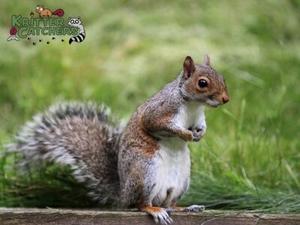 Kritter Catchers NJ Explains Best Practices for Humane Nuisance Wildlife and Critter Control in Montclair, NJ
