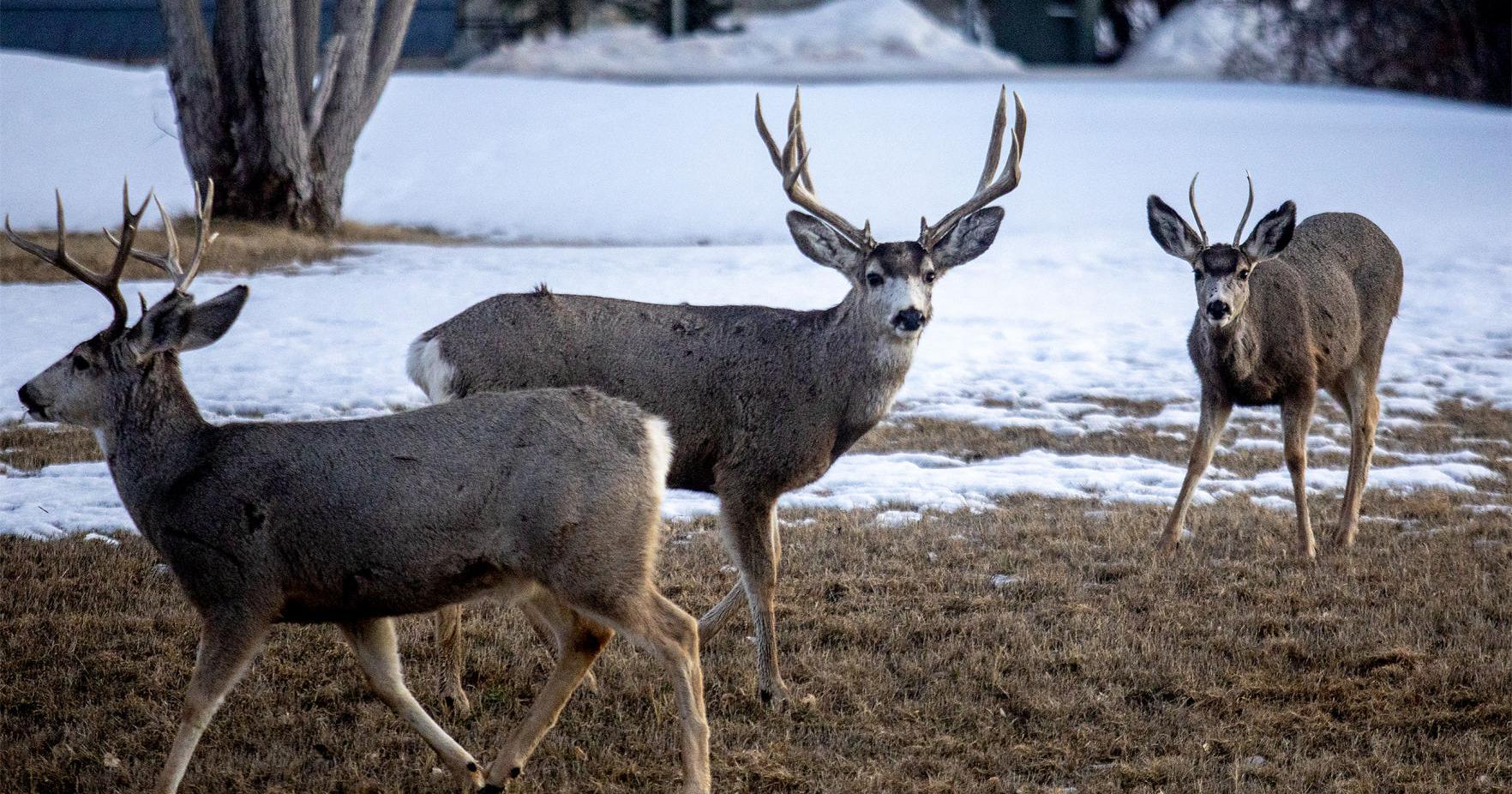 Deer population trends point upward - Vimarsana News