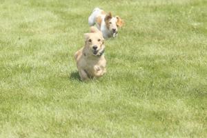 The grass is always wiener