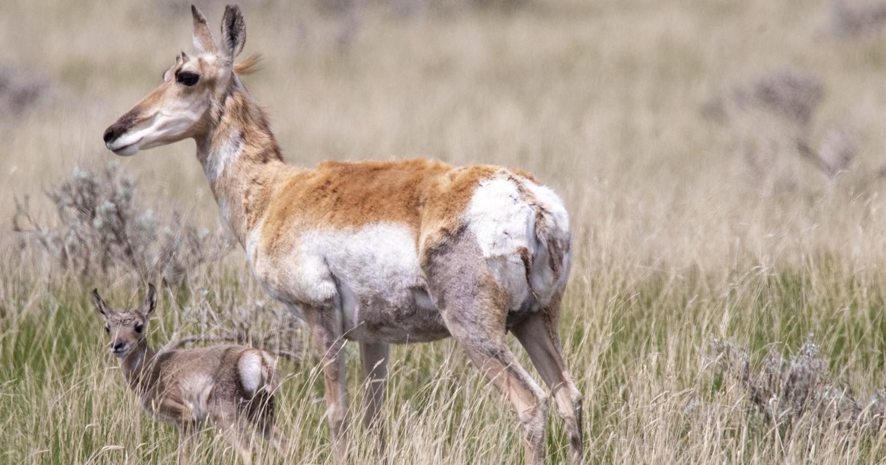Tribe pushes back on hunting - Vimarsana News