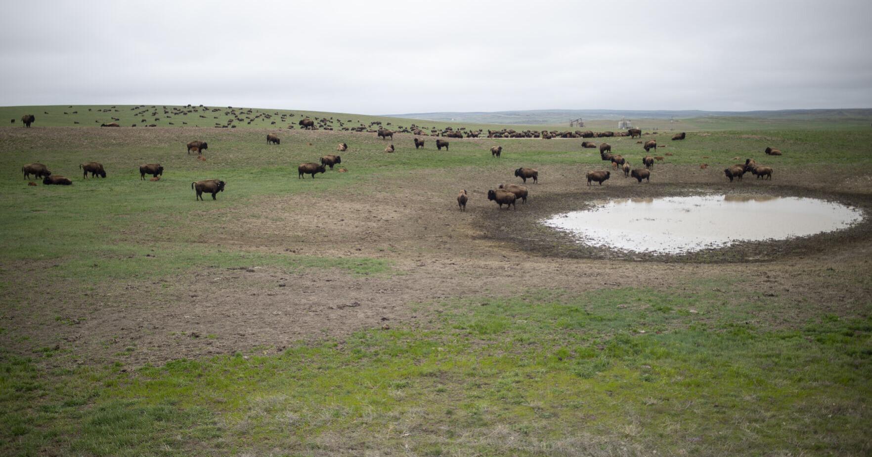 $2.5M gift to UW supports future of Wyoming ranching - Vimarsana News