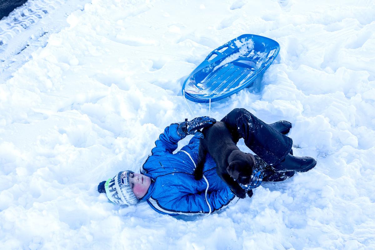 Christmas puppy sledding