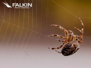 Falkin Pest Control Highlights Common Pest Issues Facing Commerce City, CO Homes and Businesses