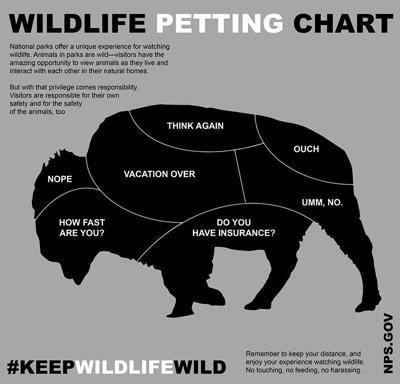 Yellowstone Uses Humorous Poster To Advise Against Petting Bison Wyoming Gillettenewsrecord Com