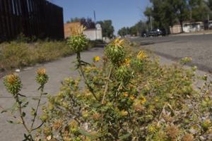 Longtime Gillette residents say city and residents need to improve their beautification efforts