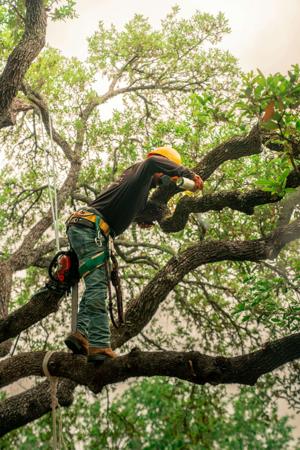 MAX Tree Service LLC Releases Comprehensive Brand Standards for Professional Tree Care in Southwest Missouri