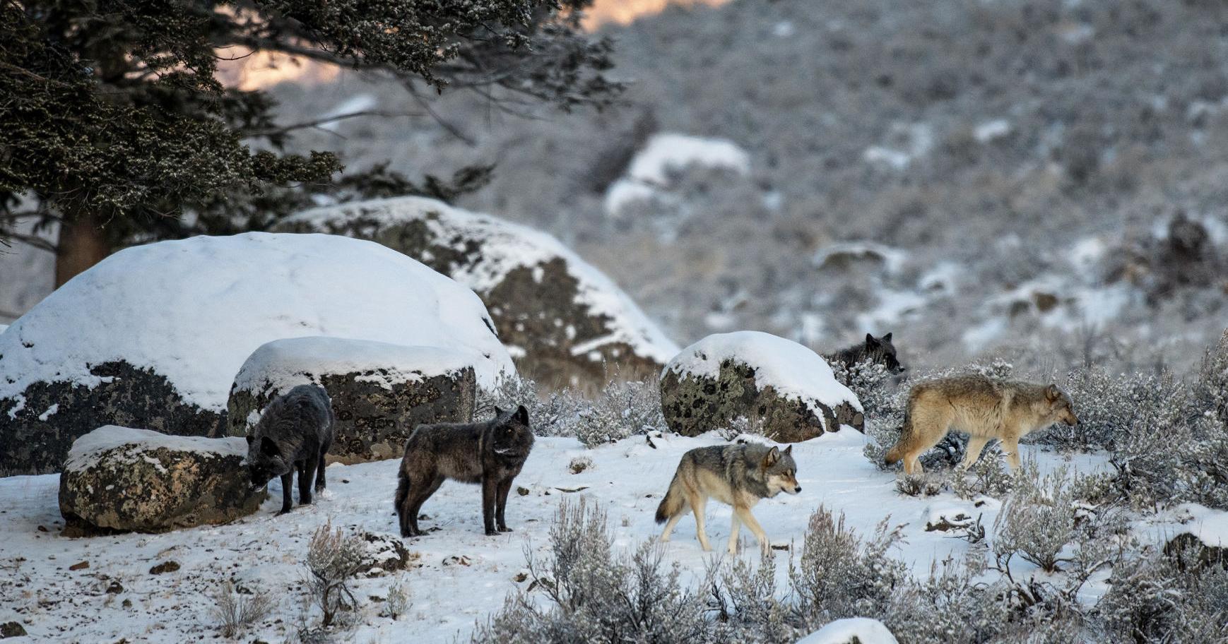Gordon expresses support for criminalizing the killing of wolves with snowmobiles - Vimarsana News