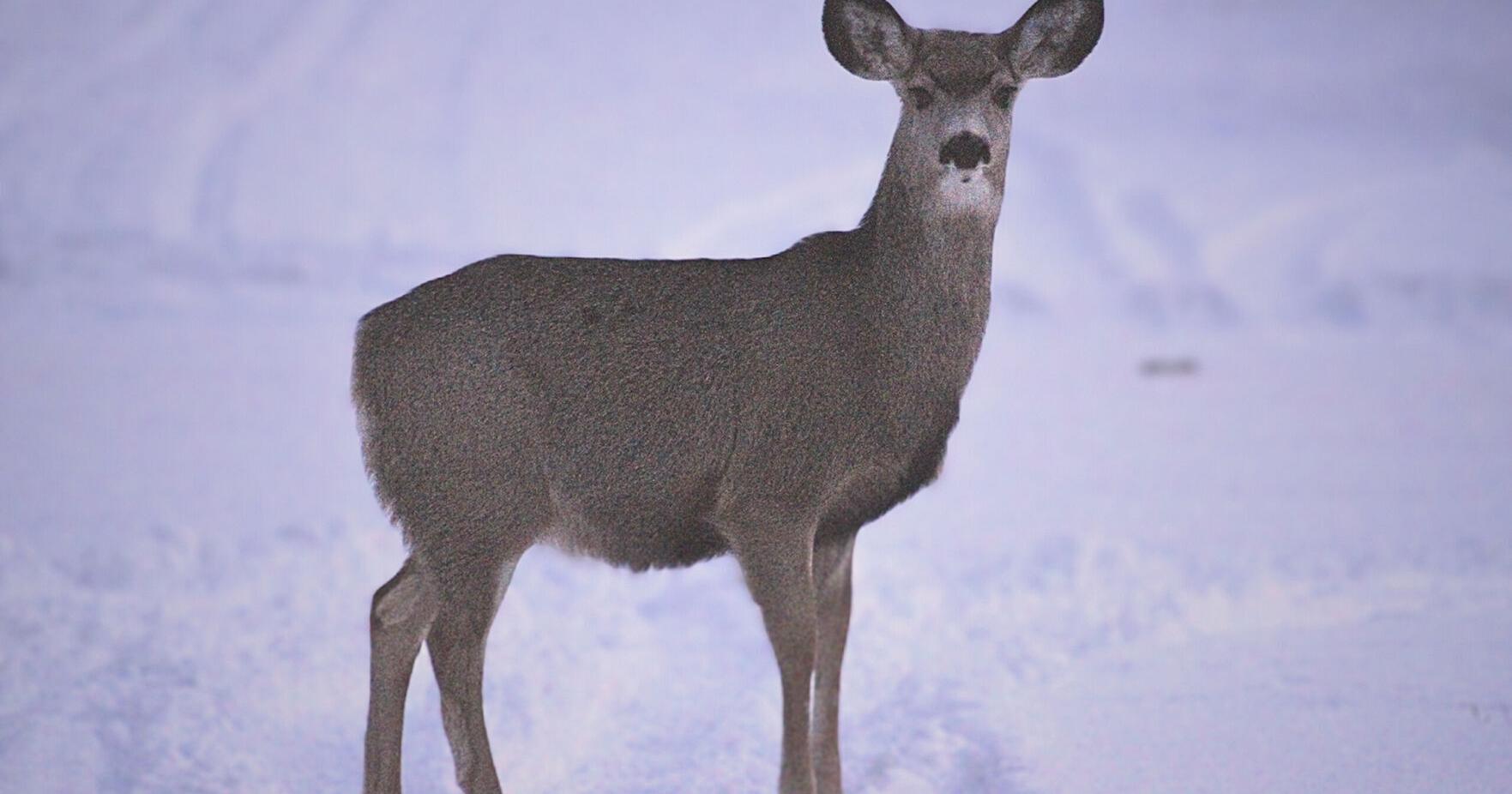 Fire prone and fat animals: What this whimpering winter might mean for Wyoming - Vimarsana News