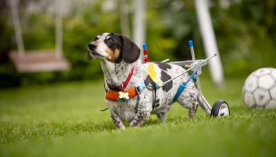Man And Dog Fight Health Issues Together Wyoming Gillettenewsrecord Com
