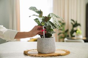 Plantalk Begins Mass Production of Plantiemoji, an AI-powered Plant Companion for Indoor Plant Care