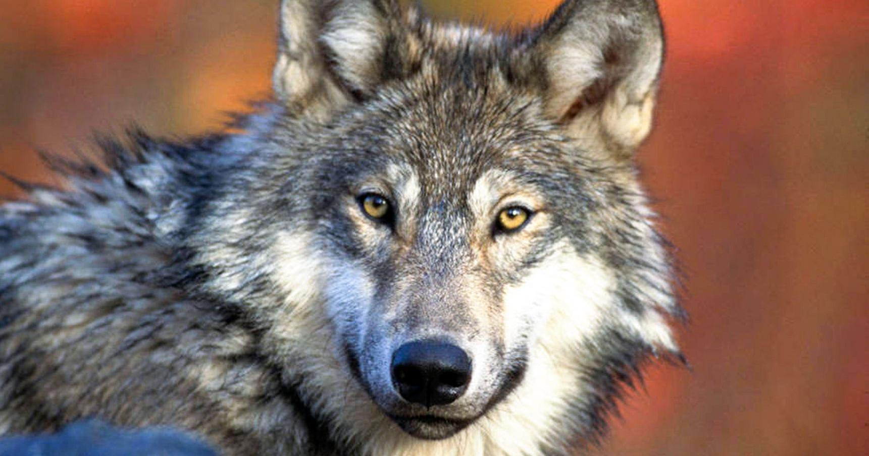 Wyoming wolf torture case a 'trigger' for new Endangered Species Act lawsuit | Wyoming - Vimarsana News