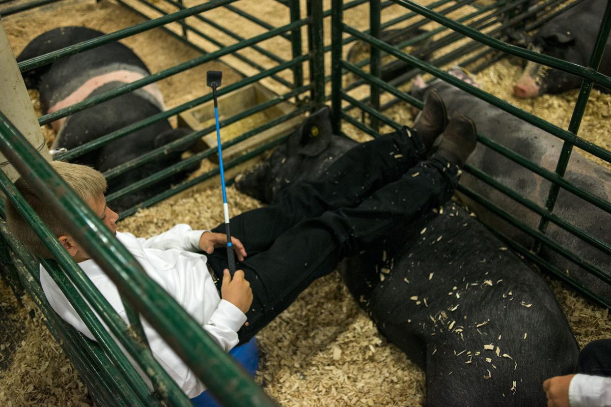 Annual Livestock Sale A Lesson For Life Local News Gillettenewsrecord Com