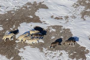 Yellowstone’s Mollie’s Pack is mostly back in the park, but not before spurring threats, bounties and drama