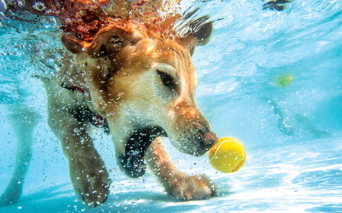 Pooch Plunge